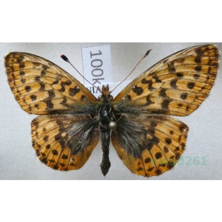 Boloria frigga (Becklin, 1791) Finland100k